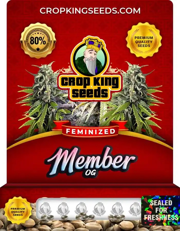 Member OG Strain Feminized Marijuana Seeds