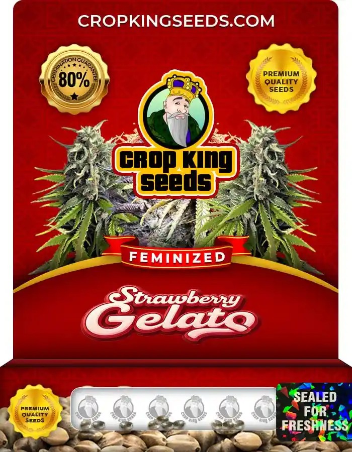 Strawberry Gelato Strain Feminized Marijuana Seeds