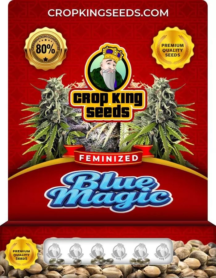 Blue Magic Strain Feminized Marijuana Seeds