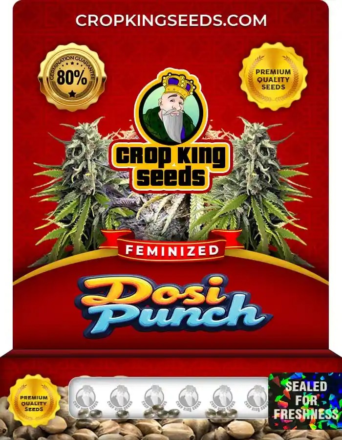 Dosi Punch Strain Feminized Marijuana Seeds
