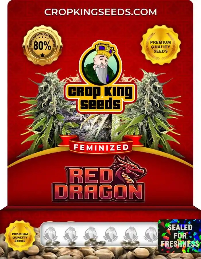 Red Dragon Strain Feminized Marijuana Seeds