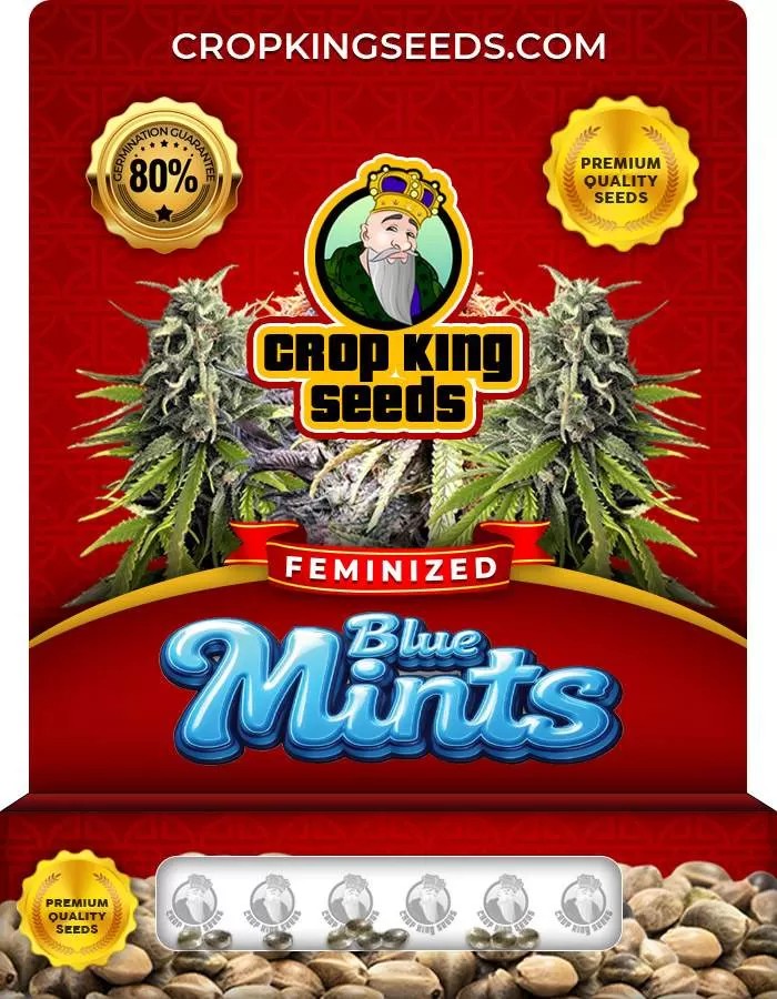 Blue Mints Strain Feminized Marijuana Seeds