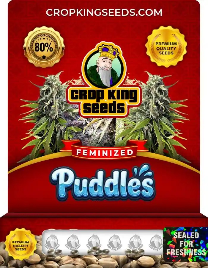 Puddles Strain Feminized Marijuana Seeds