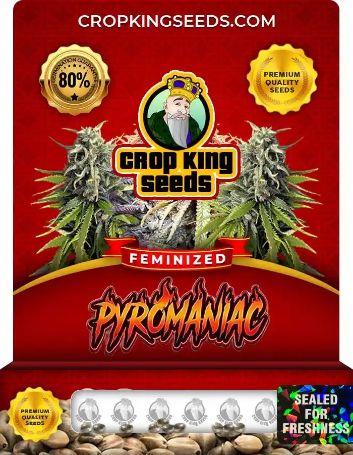 Pyromaniac Feminized Seeds