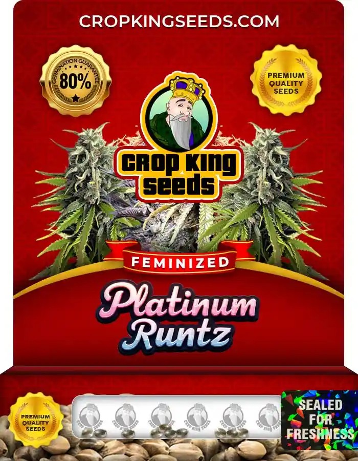 Platinum Runtz Strain Feminized Marijuana Seeds