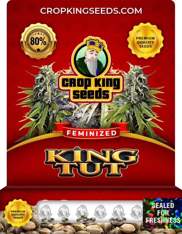 King Tut Strain Feminized Seeds