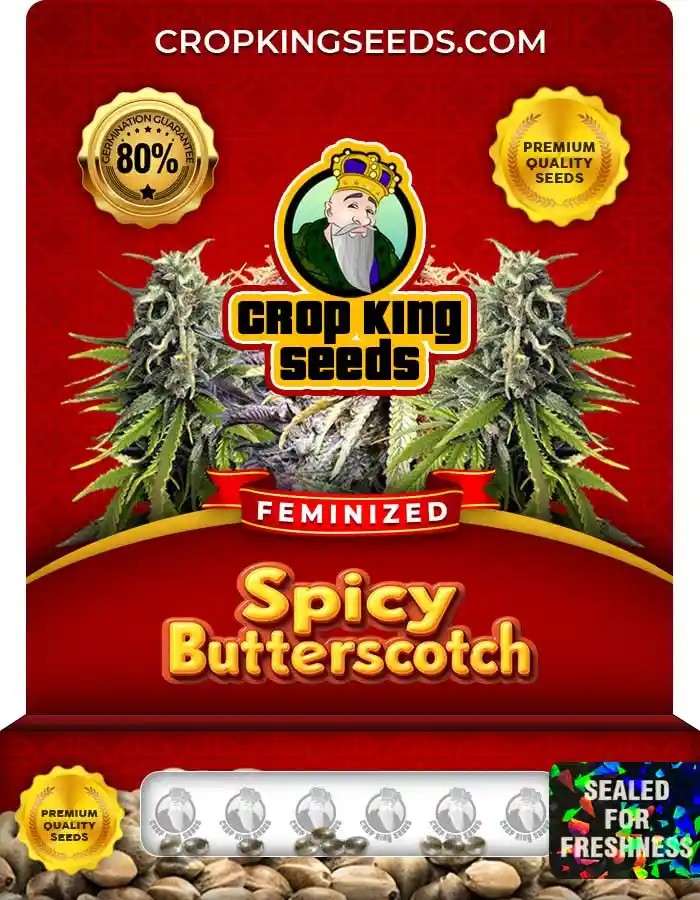Spicy Butterscotch Strain Feminized Seeds
