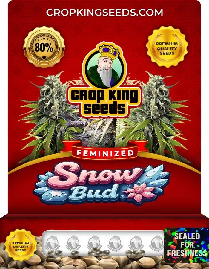 Snow Bud Strain Feminized Marijuana Seeds