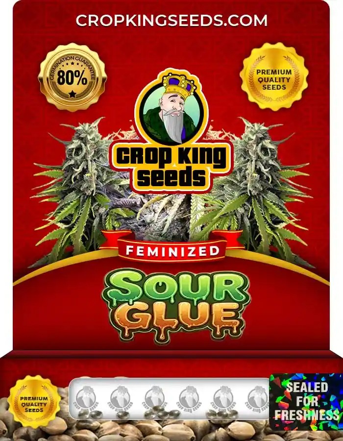 Sour Glue Strain Feminized Marijuana Seeds