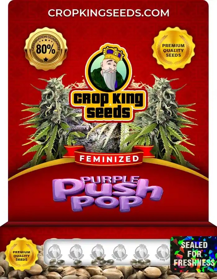 Purple Push Pop Strain Feminized Marijuana Seeds