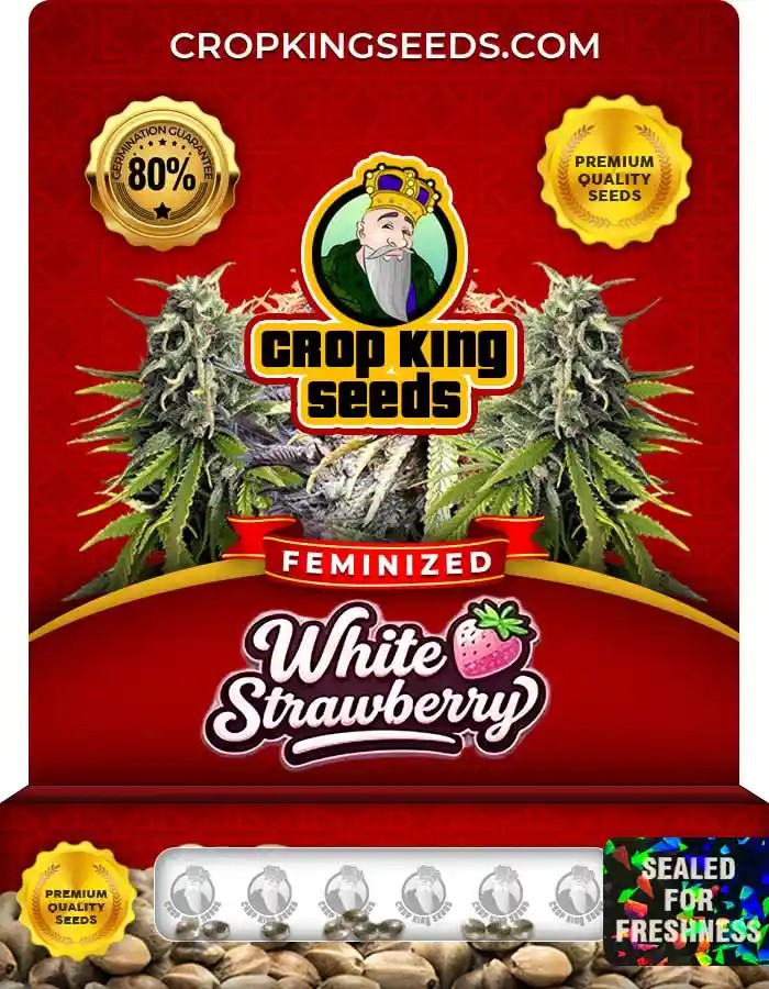 White Strawberry Strain Feminized Marijuana Seeds