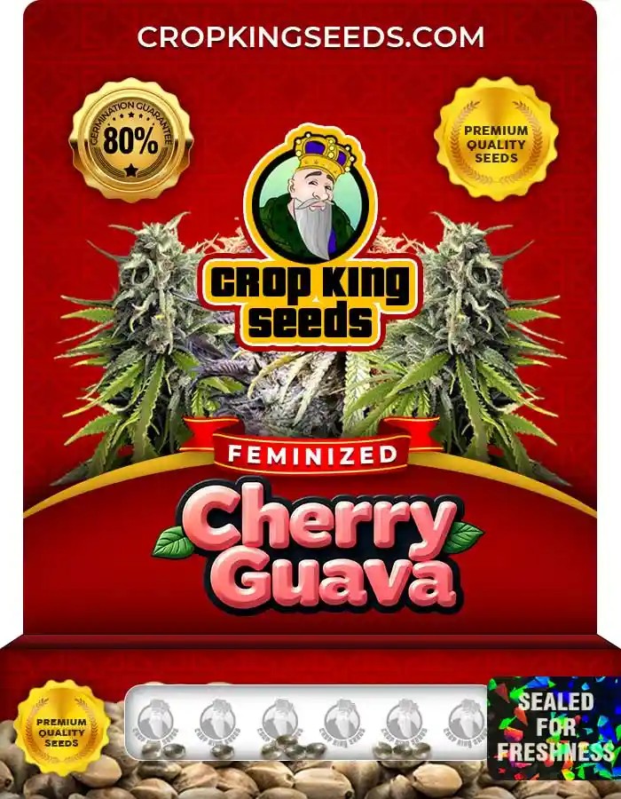 Cherry Guava Strain Feminized Marijuana Seeds