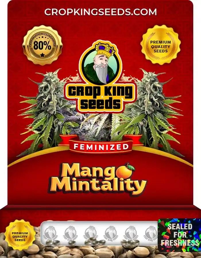 Mango Mintality Feminized Seeds