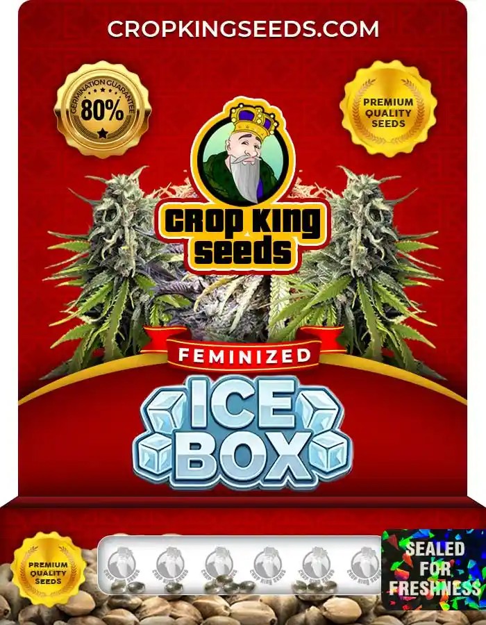 Ice Box Strain Feminized Seeds