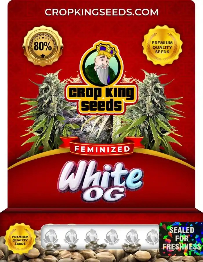White OG Strain Feminized Marijuana Seeds