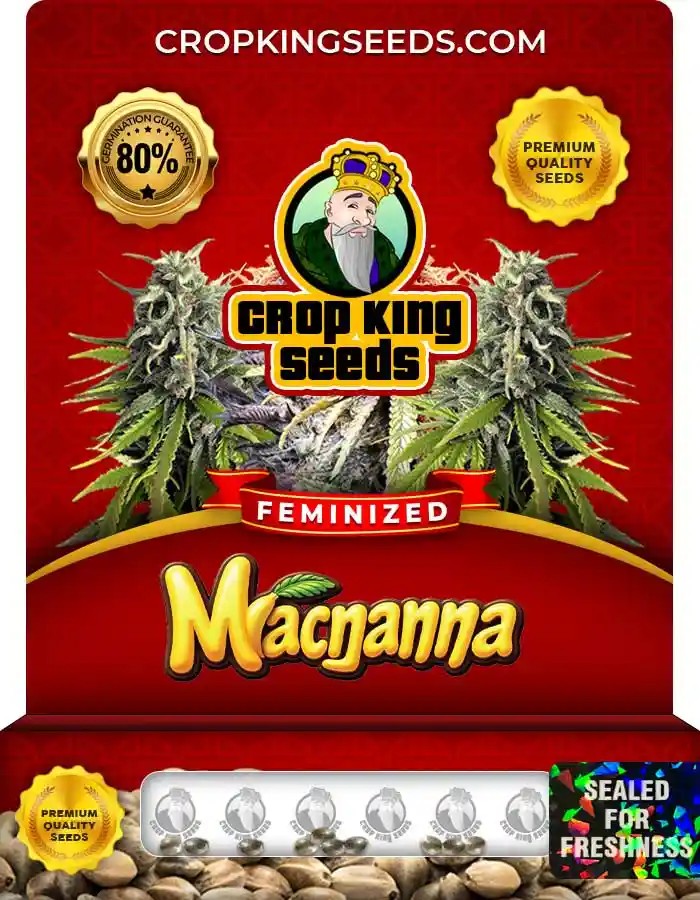 Macnanna Strain Feminized Marijuana Seeds