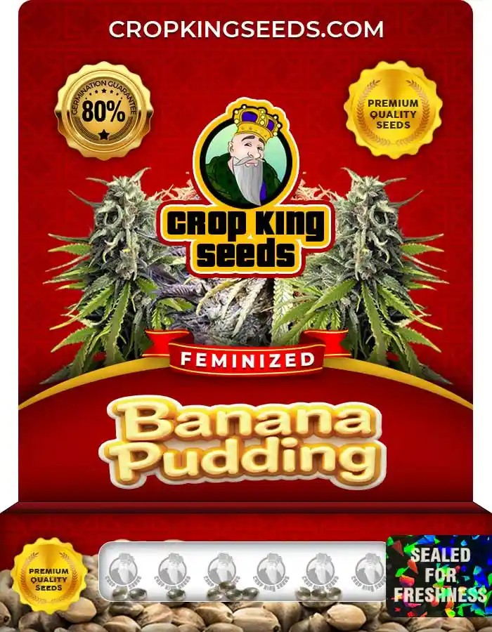 Banana Pudding Strain Feminized Marijuana Seeds