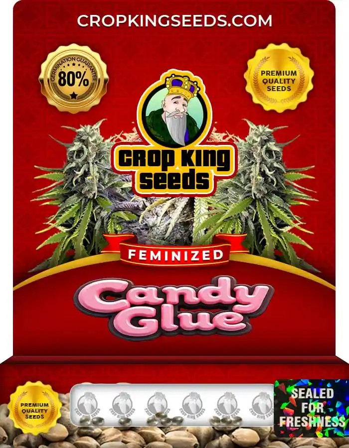 Candy Glue Feminized Cannabis Seeds