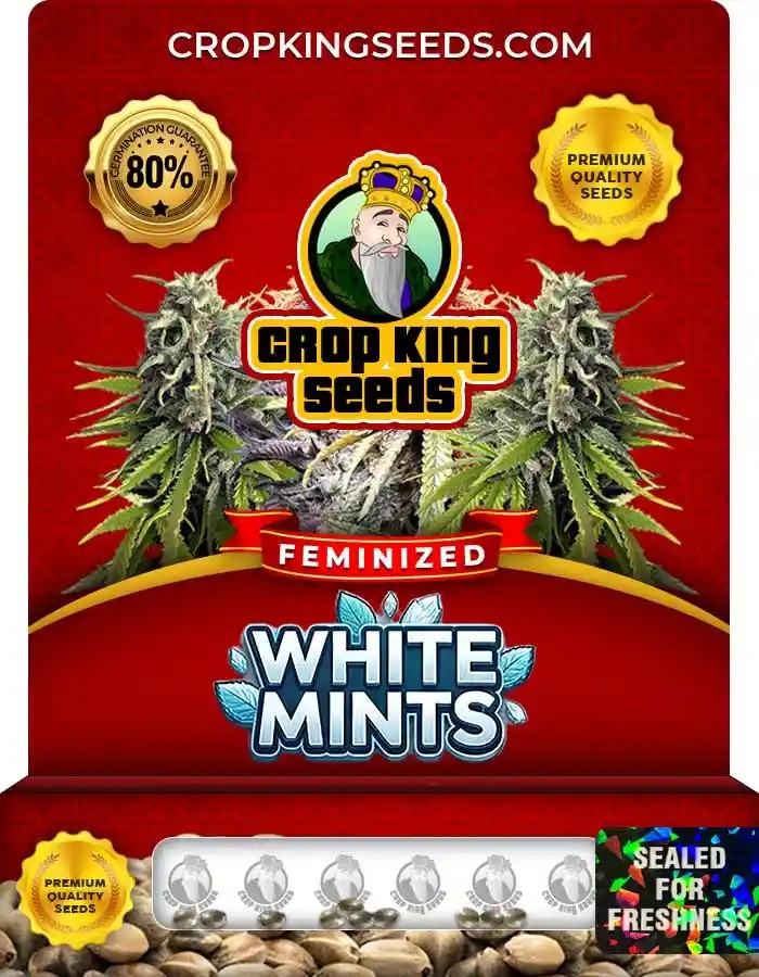 White Mints Feminized Seeds