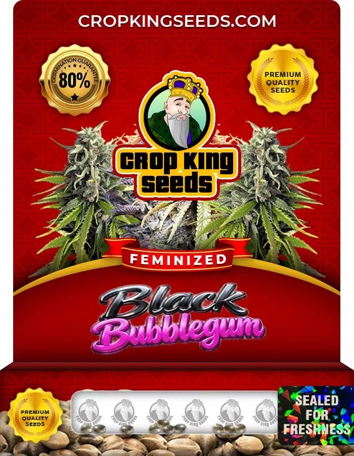 Black Bubblegum Strain Feminized Seeds