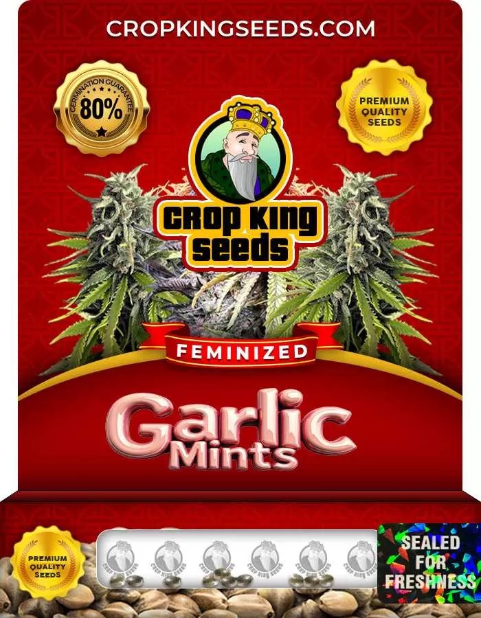 Garlic Mints Strain Feminized Marijuana Seeds