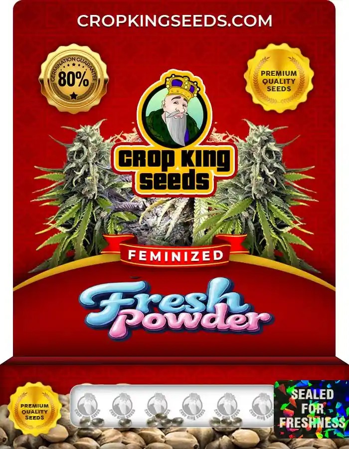 Fresh Powder Strain Feminized Marijuana Seeds