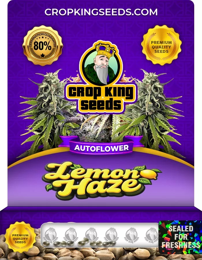 Lemon Haze Autoflower Marijuana Seeds