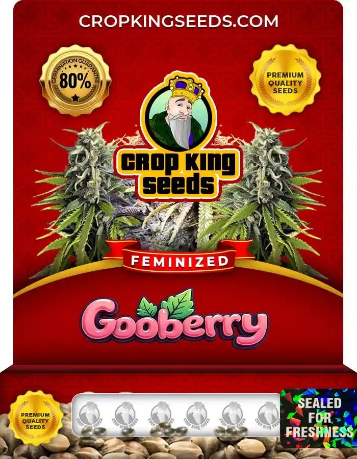 Gooberry Strain Feminized Marijuana Seeds
