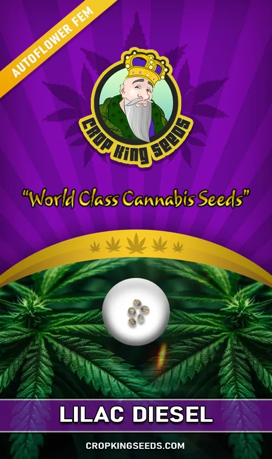 Lilac Diesel Strain Autoflowering Feminized Marijuana Seeds
