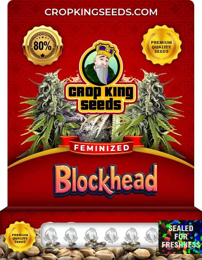 Blockhead Feminized Seeds