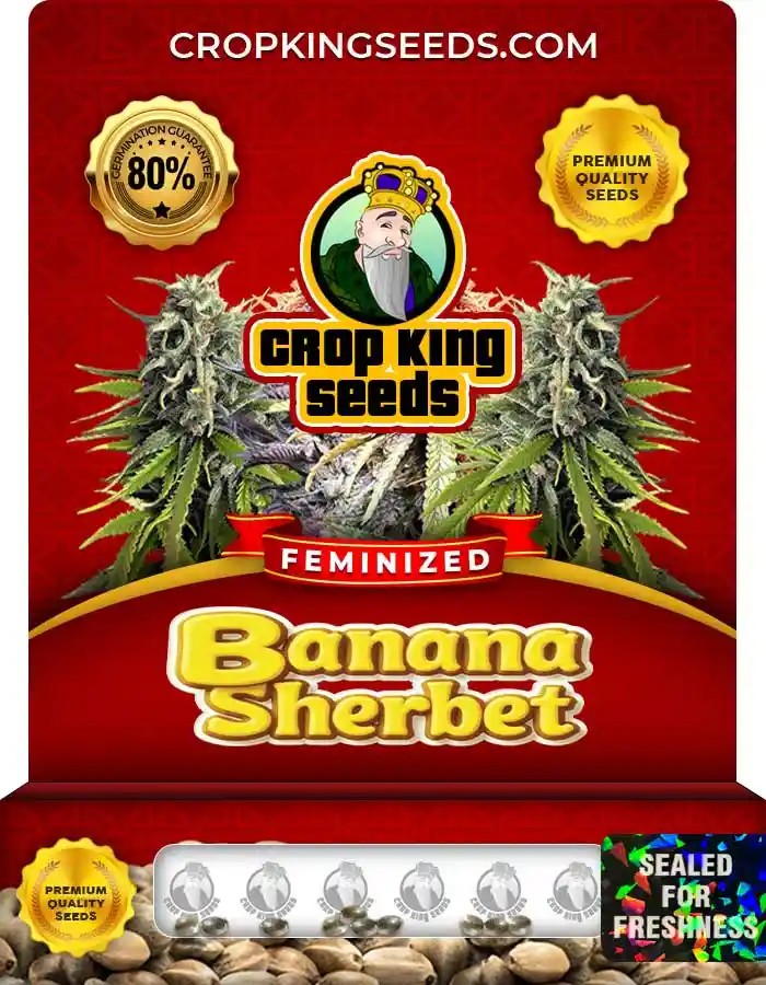 Banana Sherbet Strain Feminized Marijuana Seeds