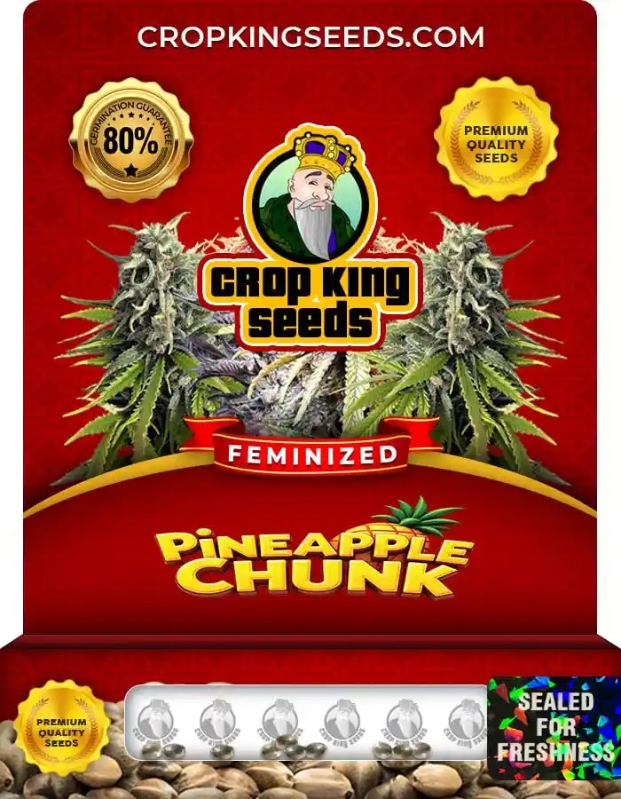 Pineapple Chunk Strain Feminized Marijuana Seeds