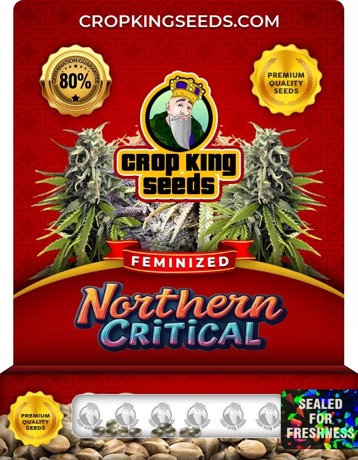 Northern Critical Feminized Marijuana Seeds