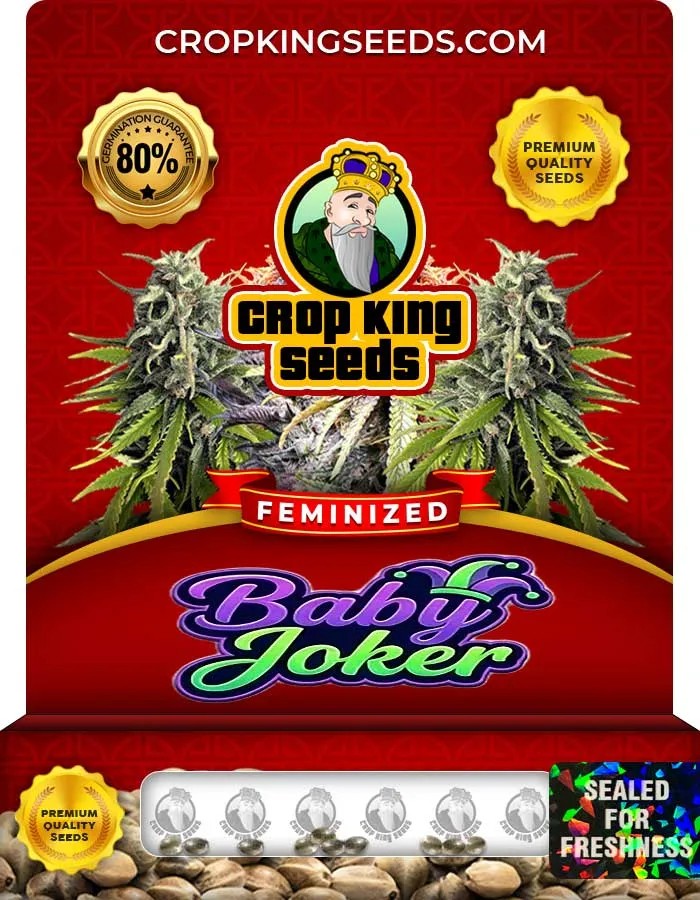 Baby Joker Strain Feminized Seeds