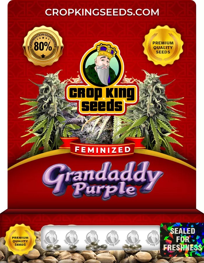 Grandaddy Purple Feminized Marijuana Seeds