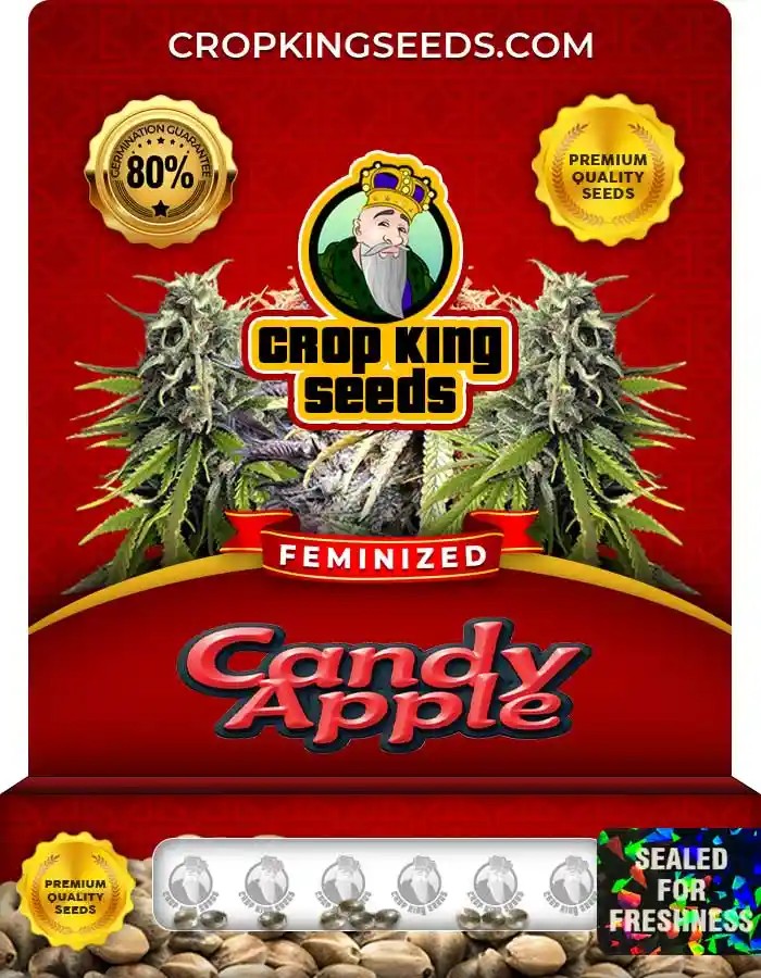Candy Apple Strain Feminized Marijuana Seeds