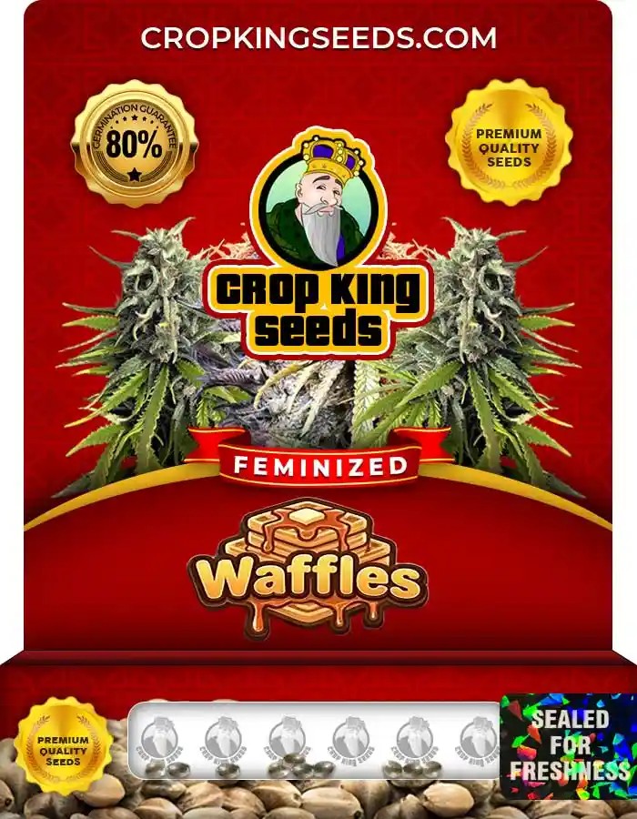 Waffles Strain Feminized Marijuana Seeds