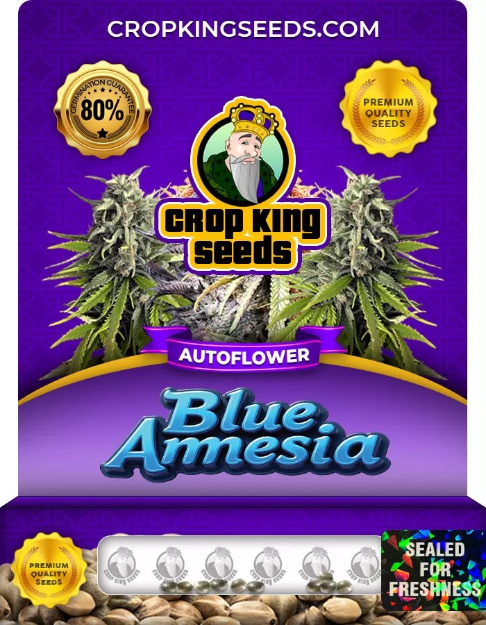 Blue Amnesia Autoflowering Marijuana Seeds