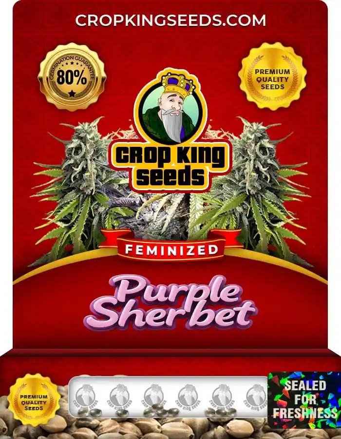 Purple Sherbet Strain Feminized Marijuana Seeds