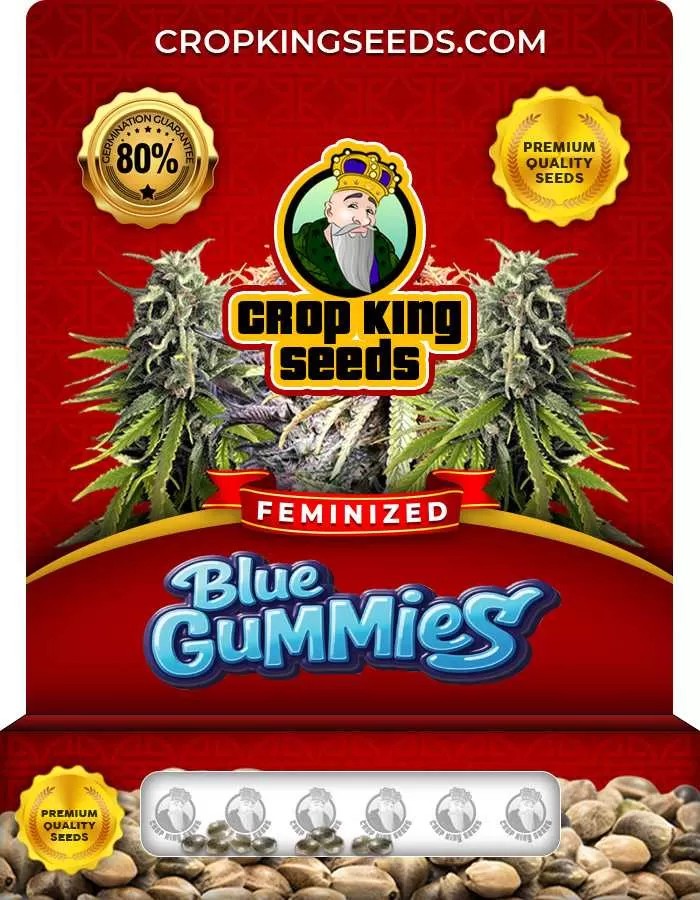Blue Gummies Strain Feminized Marijuana Seeds