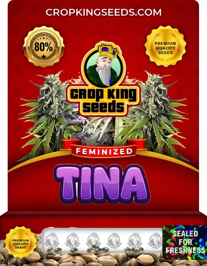 Tina Strain Feminized Marijuana Seeds