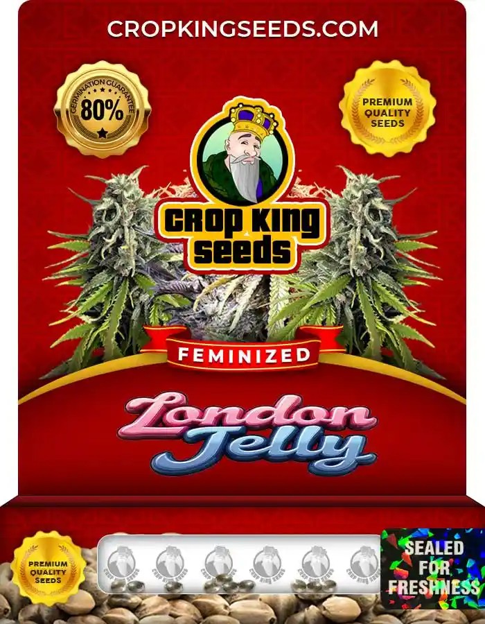 London Jelly Strain Feminized Marijuana Seeds