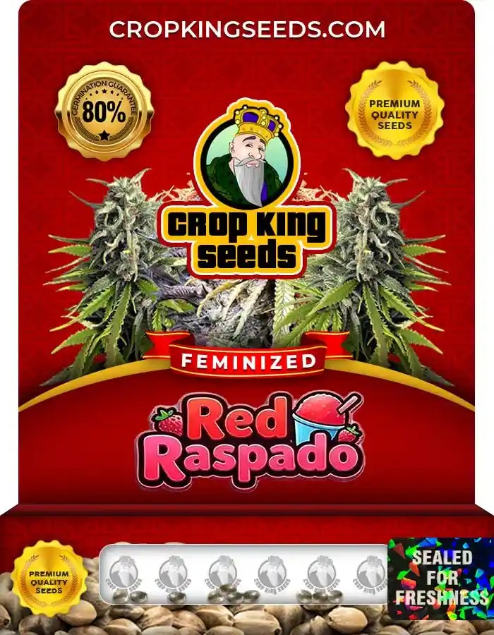Red Raspado Strain Feminized Seeds