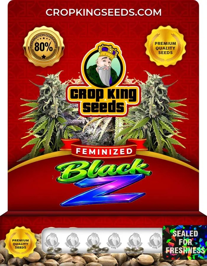 Black Z Strain Feminized Seeds