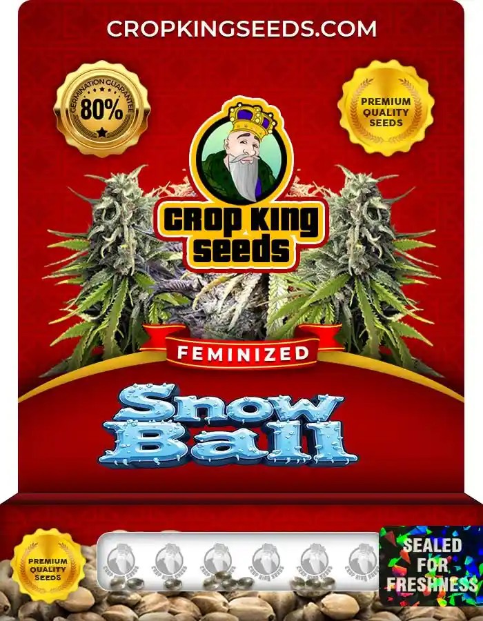 Snowball Weed Strain Feminized Marijuana Seeds