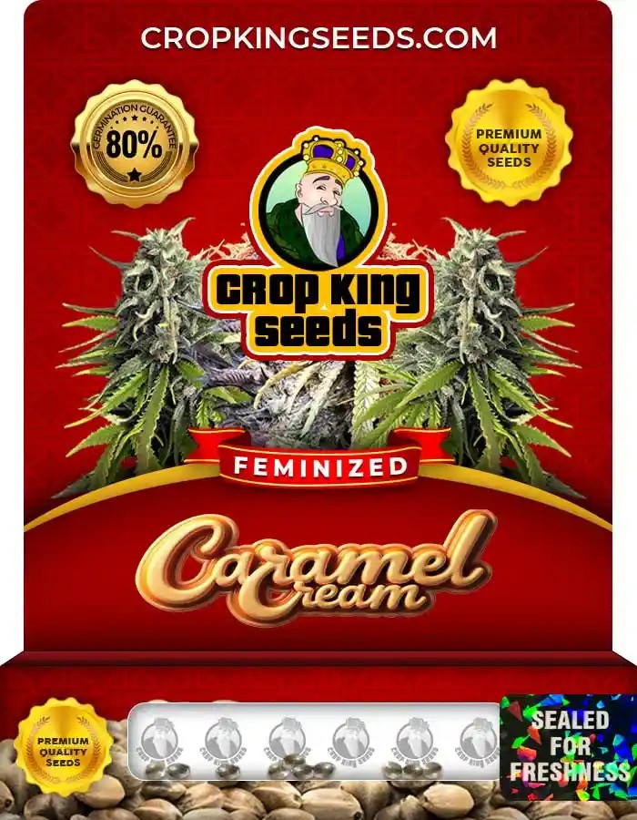 Caramel Cream Strain Feminized Marijuana Seeds