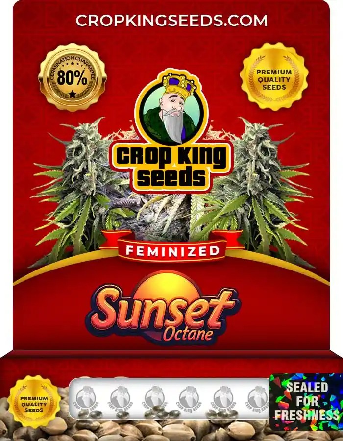 Sunset Octane Strain Feminized Marijuana Seeds