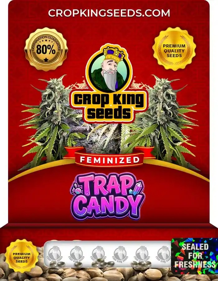 Trap Candy Strain Feminized Marijuana Seeds
