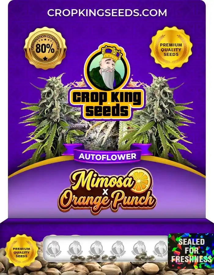 Mimosa x Orange Punch Autoflower Seeds