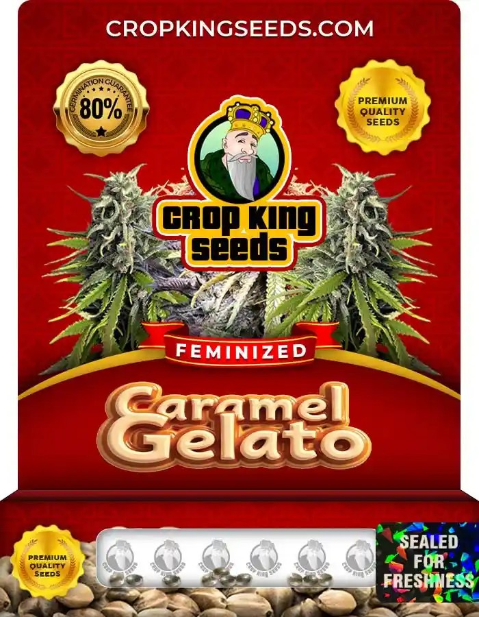 Caramel Gelato Strain Feminized Marijuana Seeds